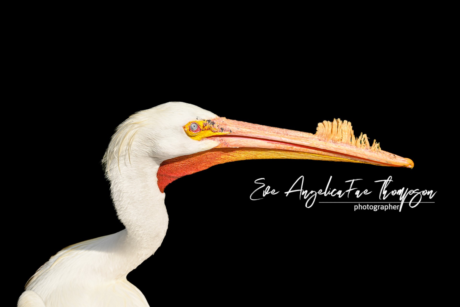 White pelican portrait — Eve AngelicaFae Thompson Photographer